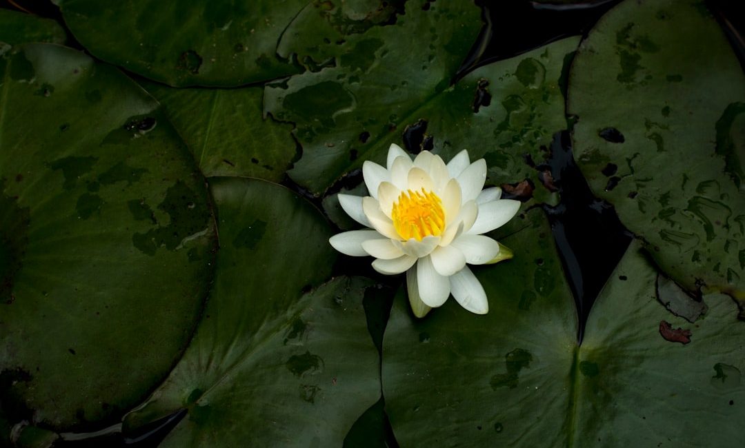 Photo Lotus flower